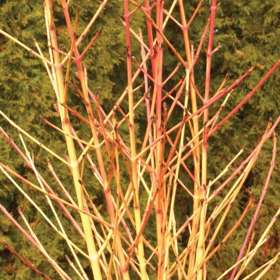 striking Arctic Sun Dogwood yellow and red branches in winter
