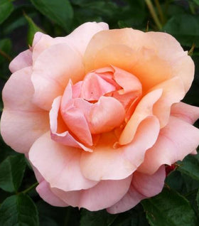 Proven Winners® Color Choice® At Last® Rose