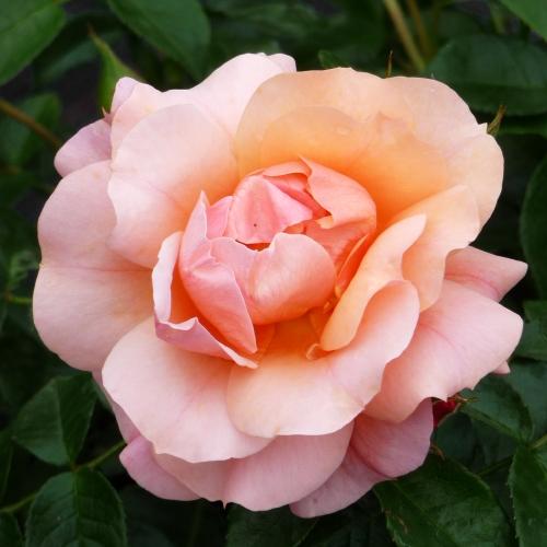 At Last Rose Peach Flowers