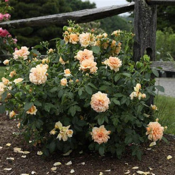 At Last Roses Purple At Last® Rose for Sale | Fragrant Apricot Blooms, Easy Shrub Rose