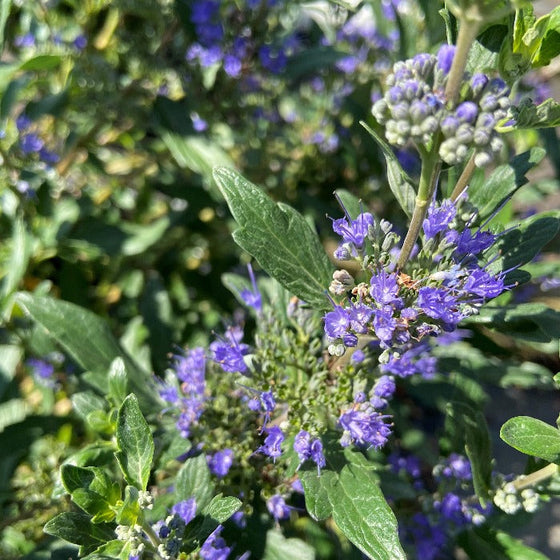 bright indigo blue blooms of caryopteris beyond midnight
