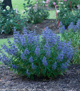 Beyond Midnight® Caryopteris