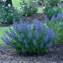 Caryopteris Beyond Midnight Shrubs with beautiful blue flowers