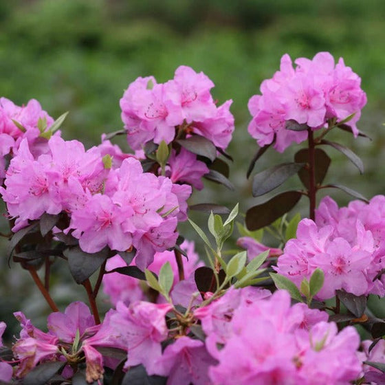 Rhododendron Black Hat long blooming flowers