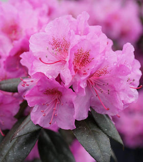 Proven Winners® Color Choice® Black Hat® Rhododendron