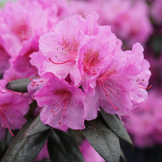 Rhododendron Black Hat pink flowers