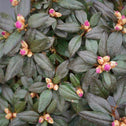 Rhododendron Black Hat dark green almost black leaves