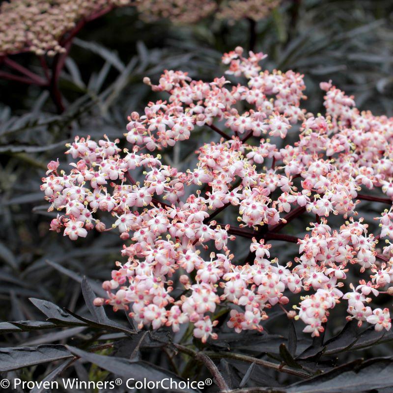 Black Lace Elderberry Shrubs for Sale | Garden Goods Direct