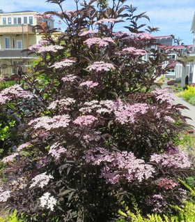 Black Lace® Elderberry