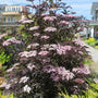 Black Lace Elderberry Shrubs produce pink flowers and dark purple leaves