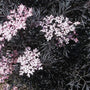 Black Lace Elderberry Shrubs have attractive pink flowers