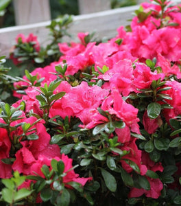 Proven Winners® Color Choice® Bloom-A-Thon® Hot Pink Azalea