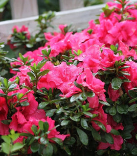 Proven Winners® Color Choice® Bloom-A-Thon® Hot Pink Azalea
