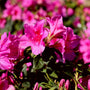 The Bloom-a-thon Lavendar Azalea brings bright color to an early spring garden