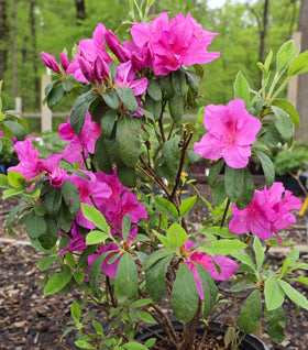 Bloom-A-Thon® Lavender Azalea