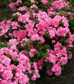 Azalea Pink Ribbons Deja Bloom buy online plants and trees at