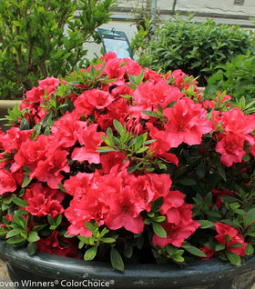 Bloom-A-Thon® Red Azalea