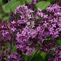 Bloomerang Dark Purple Lilac is a reblooming lilac for sale on Garden Good Direct