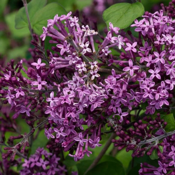 Bloomerang Dark Purple Lilac is a reblooming lilac for sale on Garden Good Direct