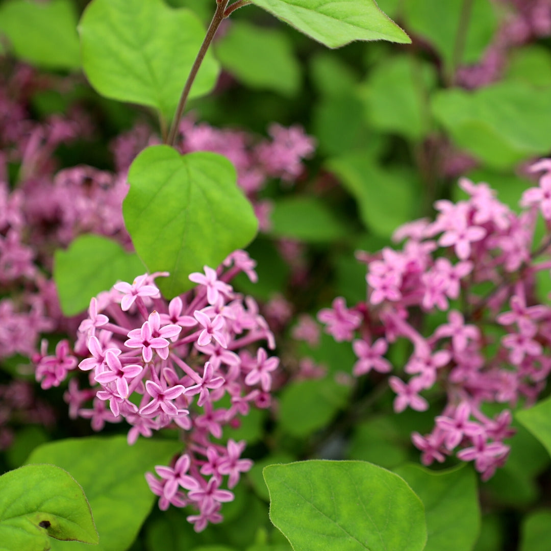How to Plant and Grow Bloomerang Lilac