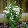 viburnum shrub for seasonal interest