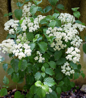 Blue Muffin® Viburnum