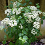 White flowers of Blue Muffin Viburnum in the spring