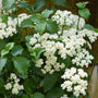 white spring blooming shrub
