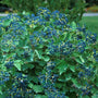 blue berries of Viburnum Blue Muffin stand out against the dark green leaves