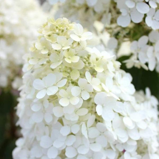 close look at the Boba Hydrangea creamy white flower petals