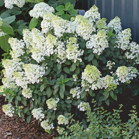Boba Hydrangea near full bloom with a hint of green 