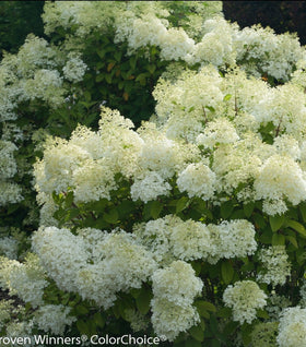 Bobo® Hydrangea