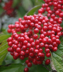 Cardinal Candy® Viburnum
