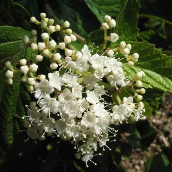 close look at the white blooms of the Viburnum Cardinal Candy Shrubs