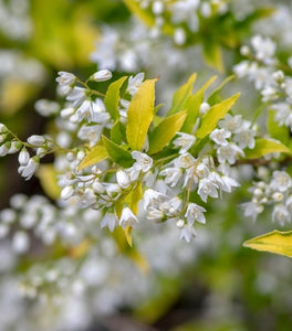 Chardonnay Pearls® Deutzia