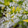 Deutzia Chardonnay Pearls Shrubs with pure white blooms