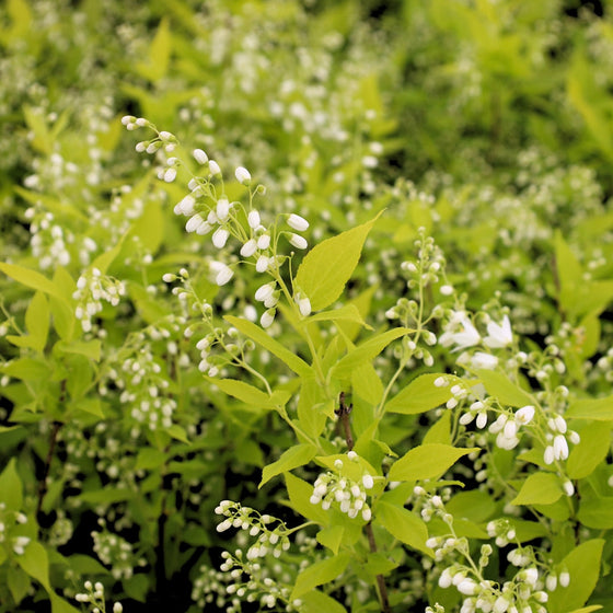 close up of pearls on the pearls deutzia