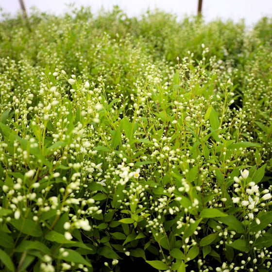 flower buds appear like pearls on chardonnay pearls deutzia