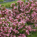 perfect border hedge of weigela czeckmark twopink covered in pink flowers