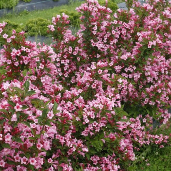 perfect border hedge of weigela czeckmark twopink covered in pink flowers