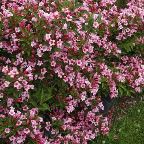 bright spring hedge of pink flowers on weigela czeckmark twopink