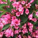 pure true pink of weigela czeckmark twopink flowers against green leaves