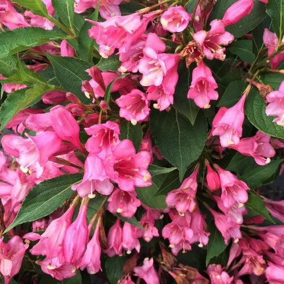 pure true pink of weigela czeckmark twopink flowers against green leaves