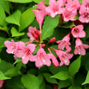 vibrant pink blooms and bright green foliage spring blooming shrub