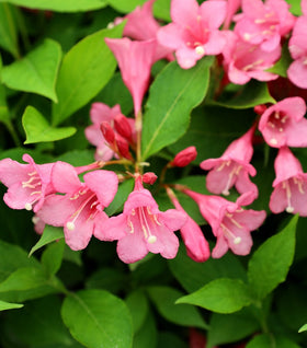 Czechmark Twopink® Weigela