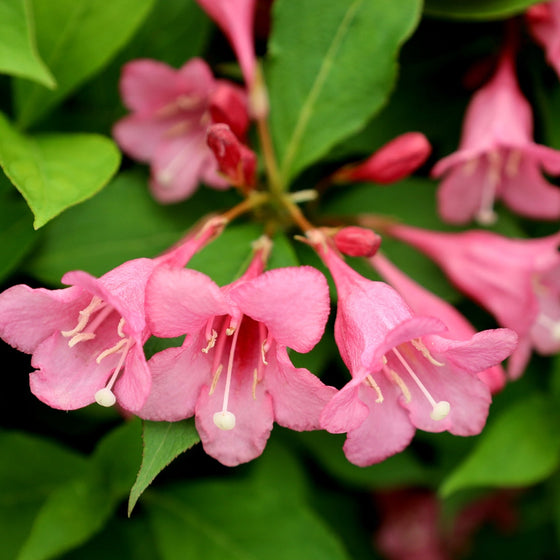 close up of weigela blooms