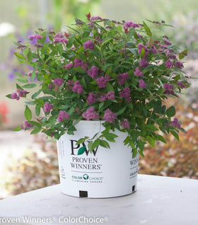 Double Play® Artisan® Spirea