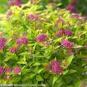 Reblooming Flowering Shrub Japonica has fuchsia flowers that bloom in fall