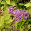 spirea blooms