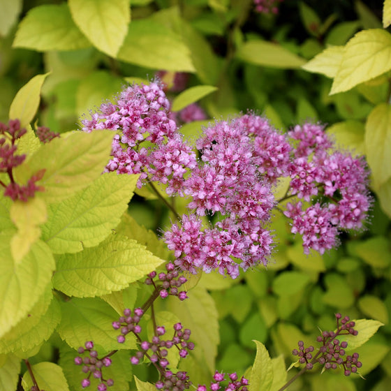 spirea blooms